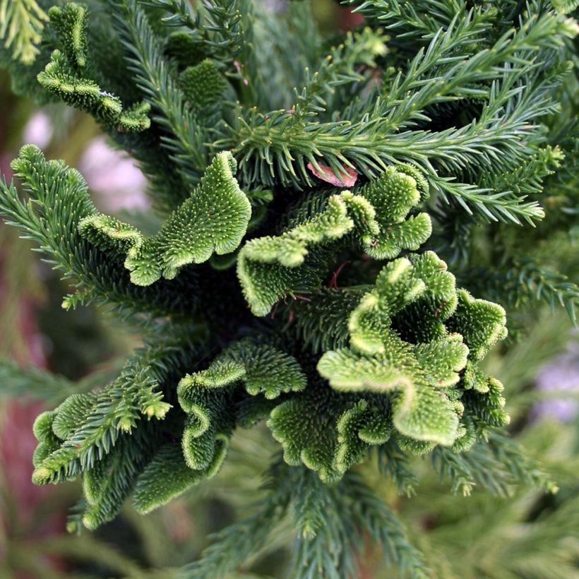 Sugi Cristata (Lehvistö)