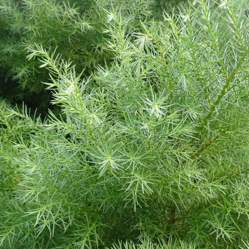 Sugi Elegans (Lehvistö)