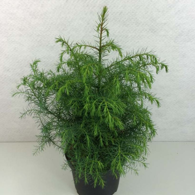 Sugi Elegans Viridis (Lehvistö)