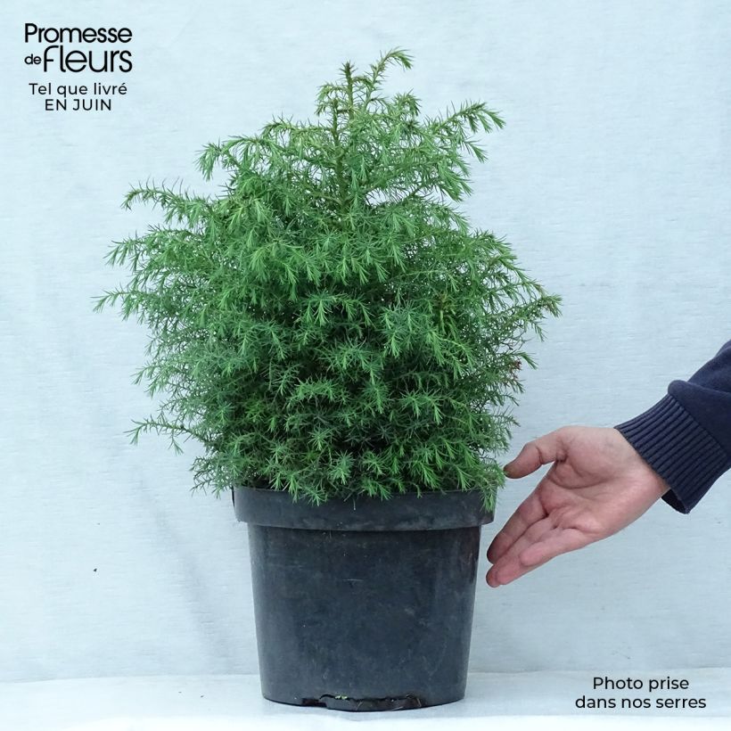 Esimerkki kesällä toimitetusta Sugi Elegans Viridis Pot de 7,5L/10L-taimesta