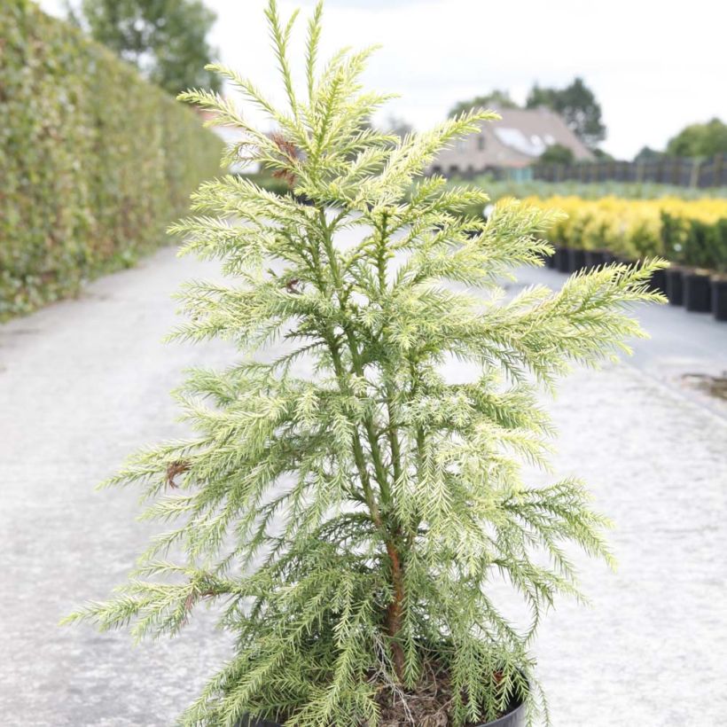 Sugi Sekkan Sugi (Kasvutapa)