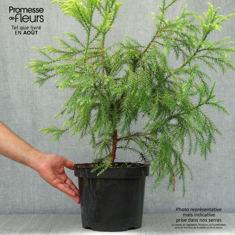 Esimerkki kesällä toimitetusta Sugi Sekkan Sugi Ruukku 7,5L / 10L-taimesta