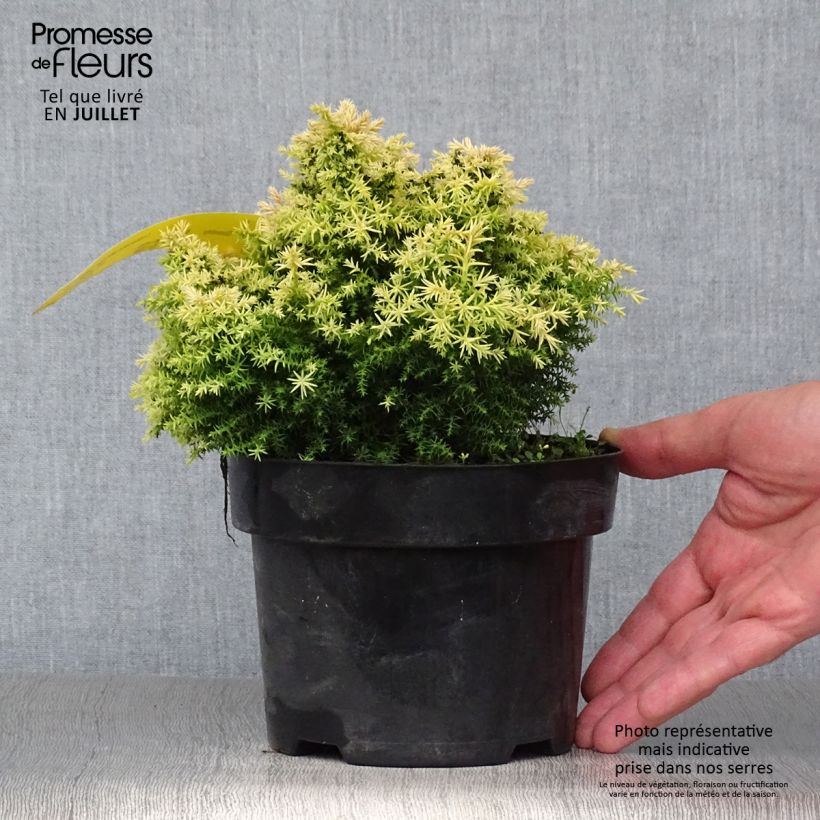 Esimerkki kesällä toimitetusta Sugi Twinkle Toes Pot de 2L/3L-taimesta