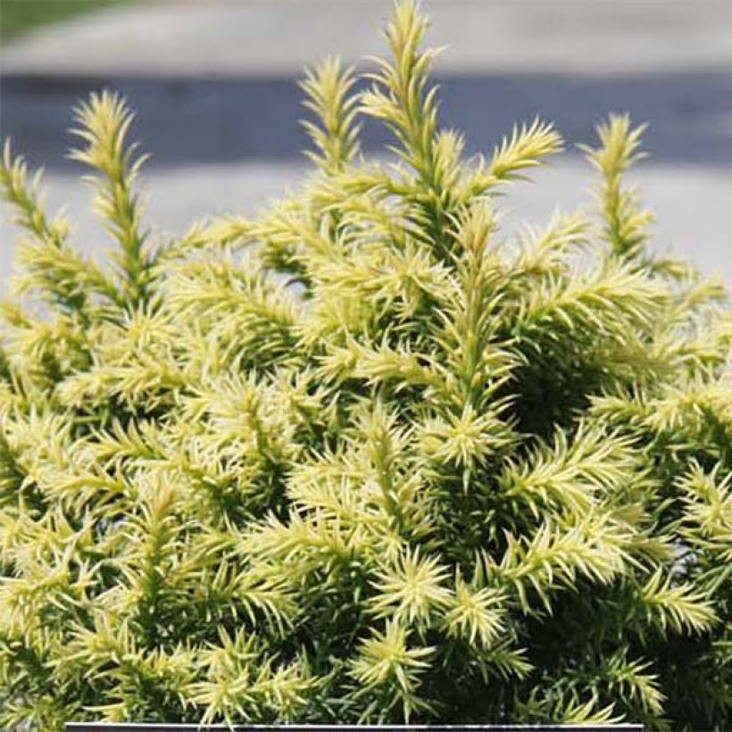 Sugi Vilmorin Gold (Lehvistö)