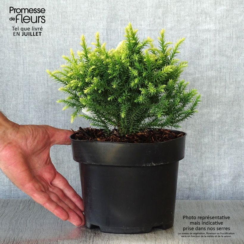 Esimerkki kesällä toimitetusta Sugi Vilmorin Gold Pot de 2L/3L-taimesta