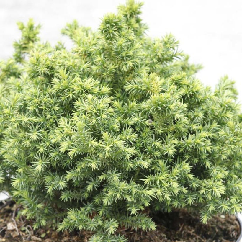 Sugi Vilmoriniana (Lehvistö)