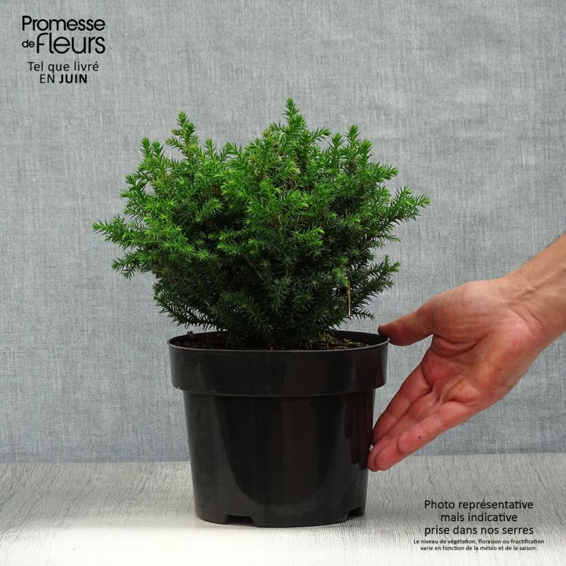Esimerkki kesällä toimitetusta Sugi Vilmoriniana Pot de 2L/3L-taimesta