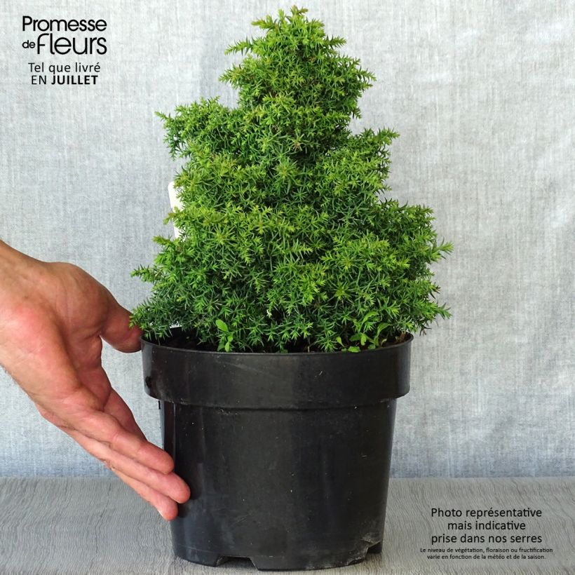 Esimerkki kesällä toimitetusta Sugi Yokohama Pot de 2L/3L-taimesta