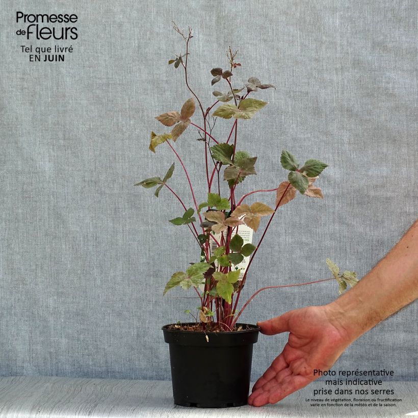 Esimerkki kesällä toimitetusta Japaninyrttiputki f. atropurpurea Pot de 1,5L/2L-taimesta