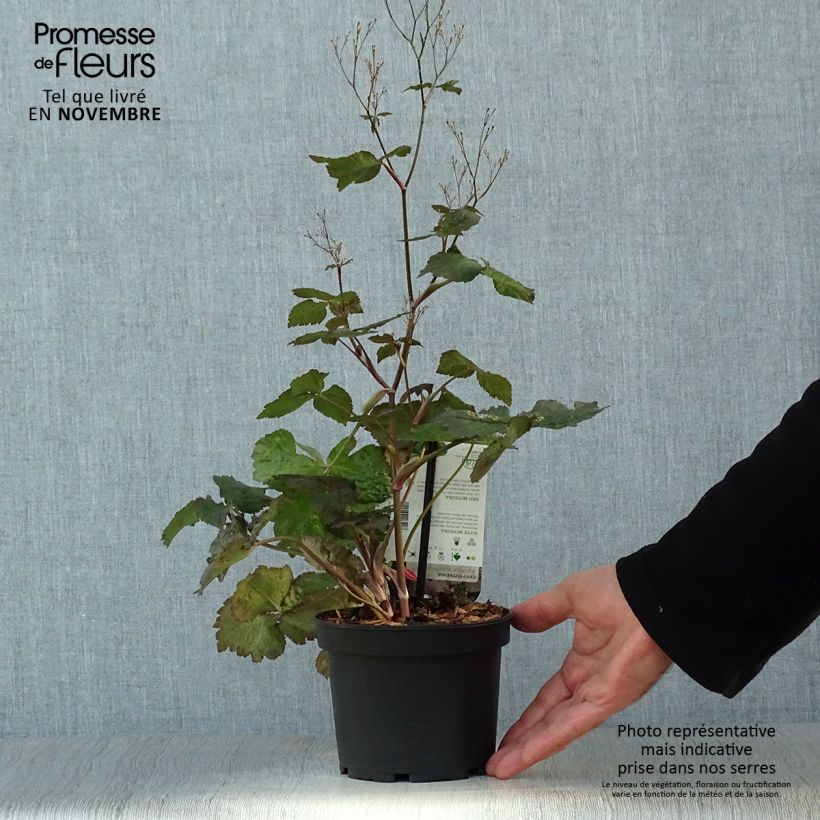 Esimerkki syksyllä toimitetusta Japaninyrttiputki f. atropurpurea 1,5 litran / 2 litran kannu-taimesta