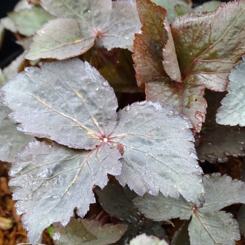 Japaninyrttiputki f. atropurpurea (Lehvistö)
