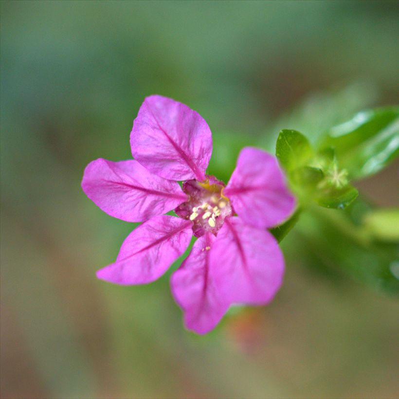 Tulitorvi Purple (Kukinta)