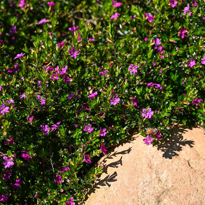 Tulitorvi Purple (Kasvutapa)