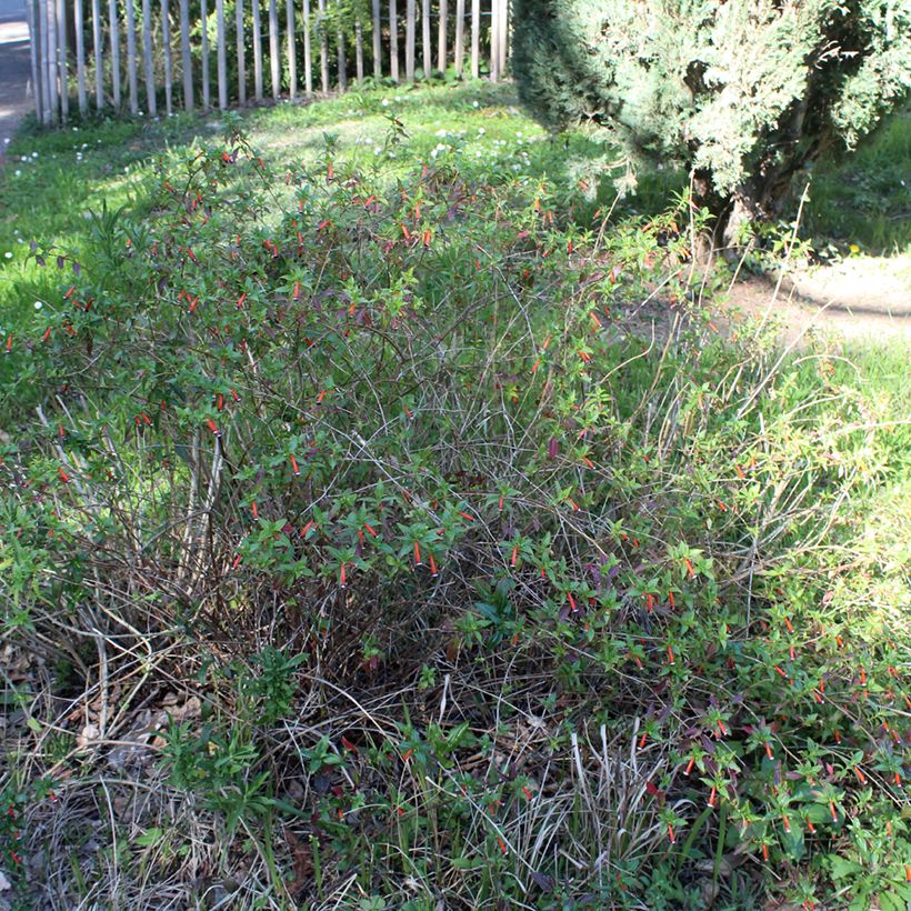 Tulitorvi Scarlet (Kasvutapa)