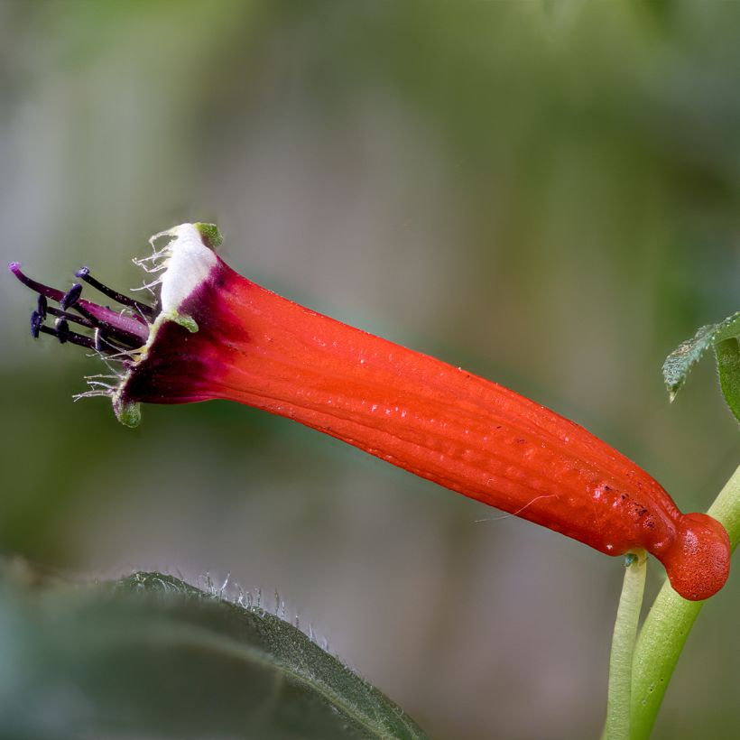 Tulitorvi Scarlet (Kukinta)