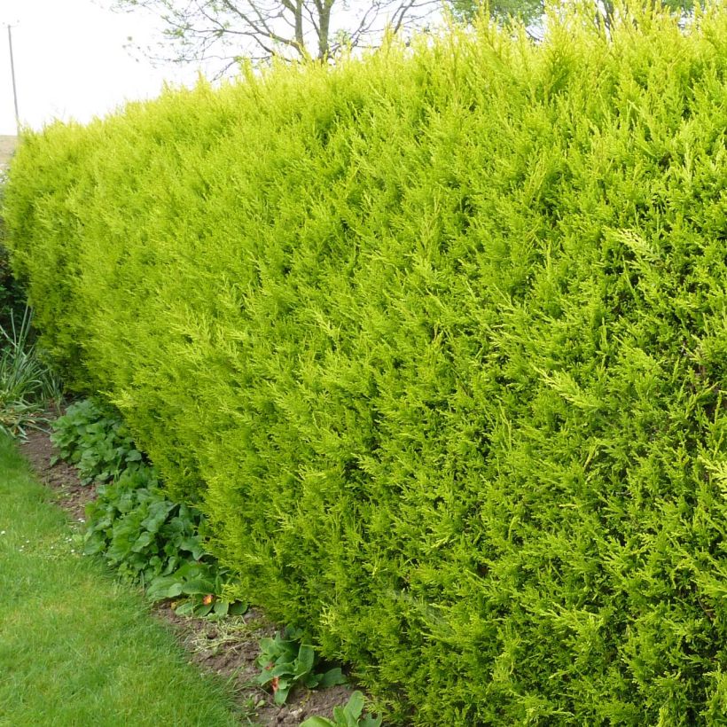 Leylandinsypressi Castlewellan Gold (Kasvutapa)