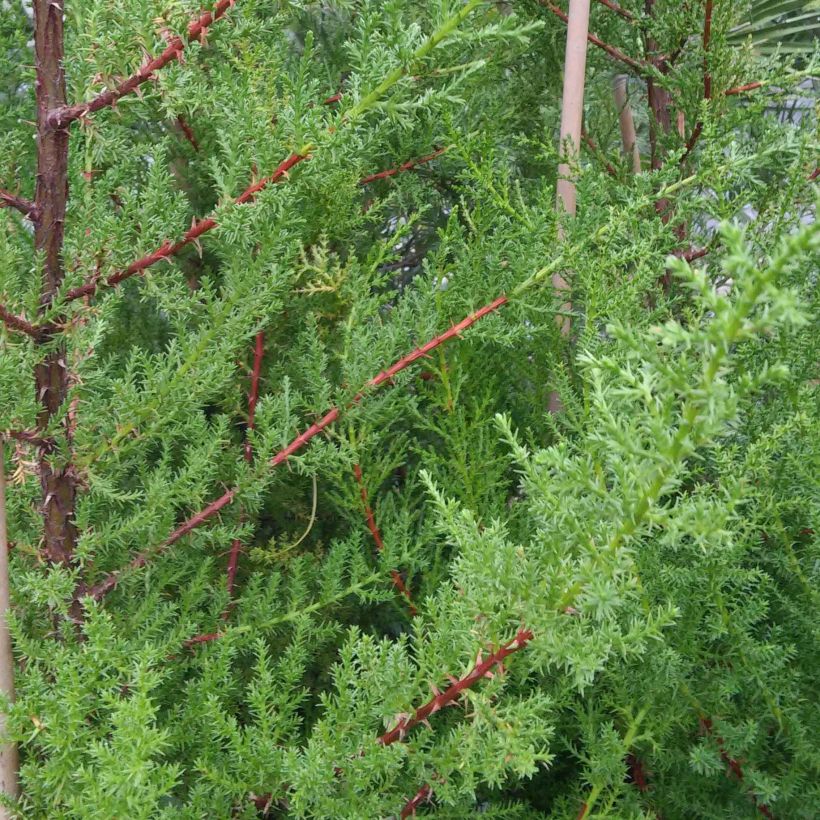 Montereynsypressi - Cupressus macrocarpa (Lehvistö)