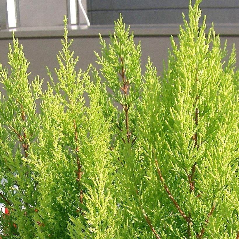 Montereynsypressi Goldcrest (Lehvistö)