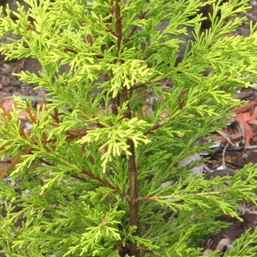 Montereynsypressi Wilma (Lehvistö)