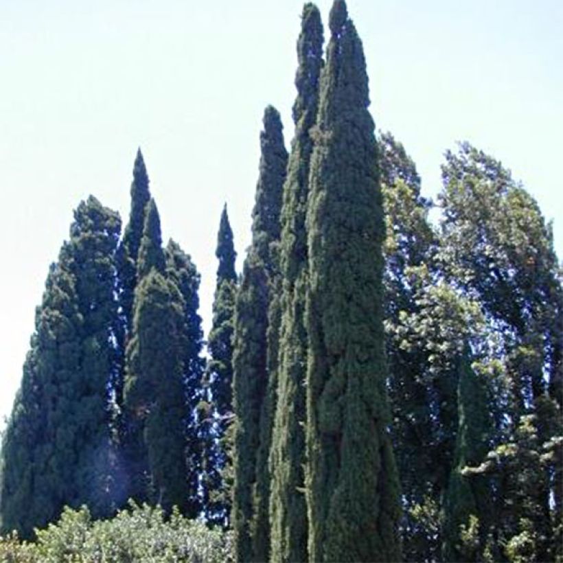 Välimerensypressi Pyramidalis (Kasvutapa)