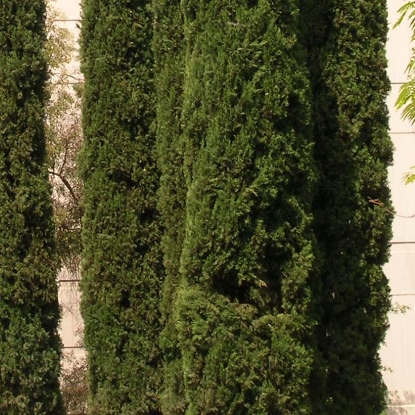 Välimerensypressi - Cupressus sempervirens var. stricta (Lehvistö)
