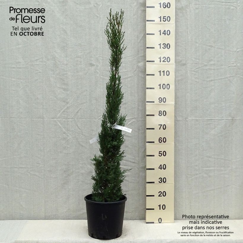 Esimerkki syksyllä toimitetusta Välimerensypressi - Cupressus sempervirens var. stricta 7,5 litran / 10 litran ruukku-taimesta