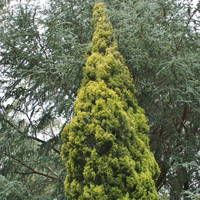 Välimerensypressi Swane's Gold (Lehvistö)