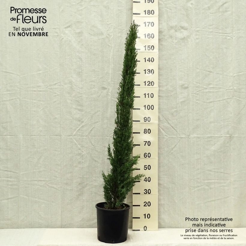Esimerkki syksyllä toimitetusta Välimerensypressi Totem 7,5 litran / 10 litran ruukku-taimesta