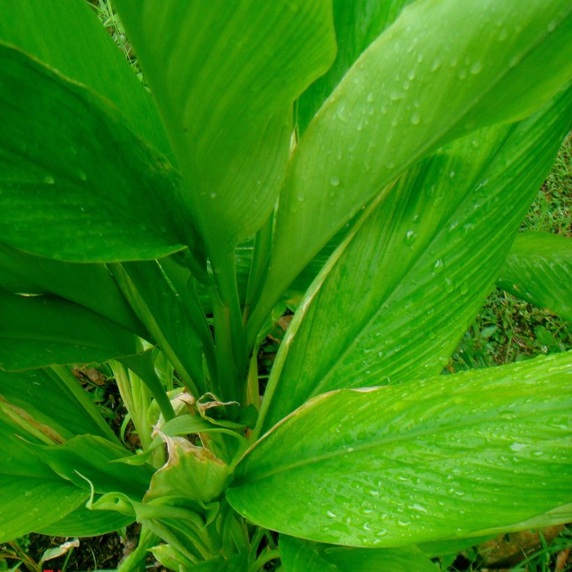 Maustekurkuma - Curcuma longa (Lehvistö)