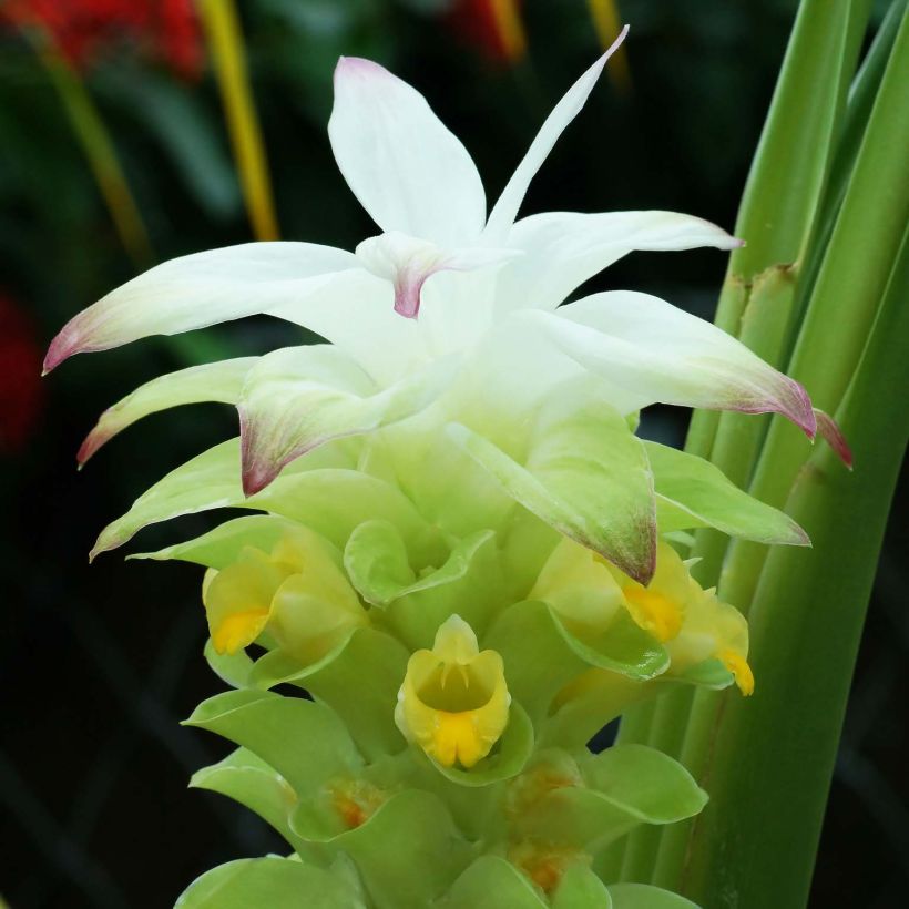 Maustekurkuma - Curcuma longa (Kukinta)