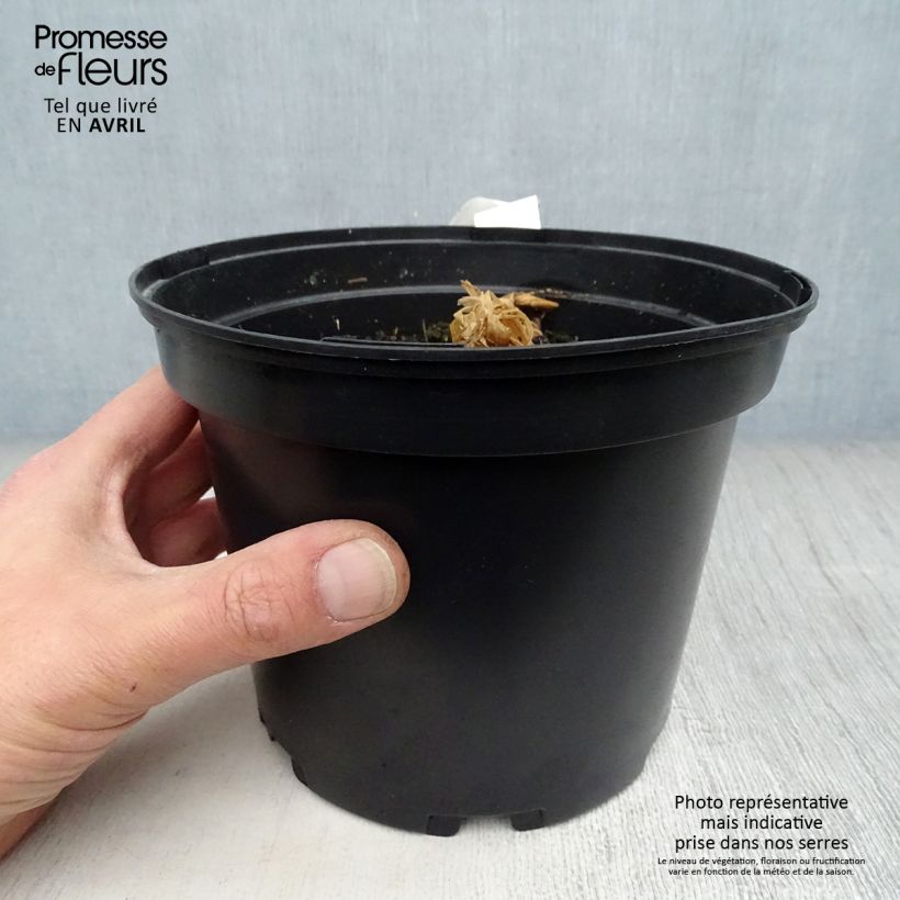 Esimerkki keväällä toimitetusta Maustekurkuma - Curcuma longa Pot de 2L/3L-taimesta