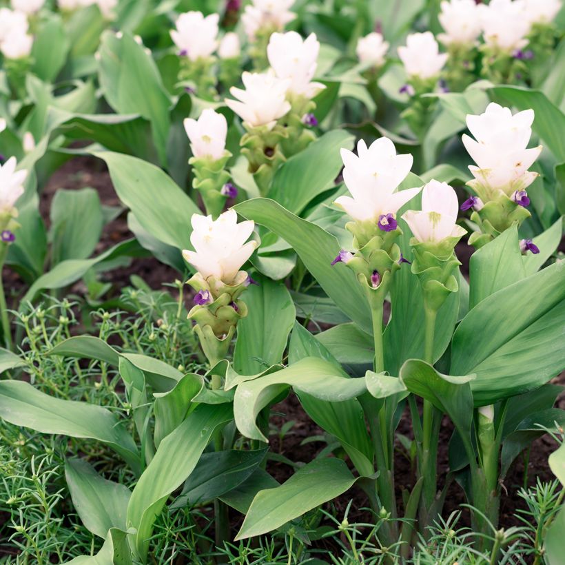 Siaminkurkuma White (Kasvutapa)