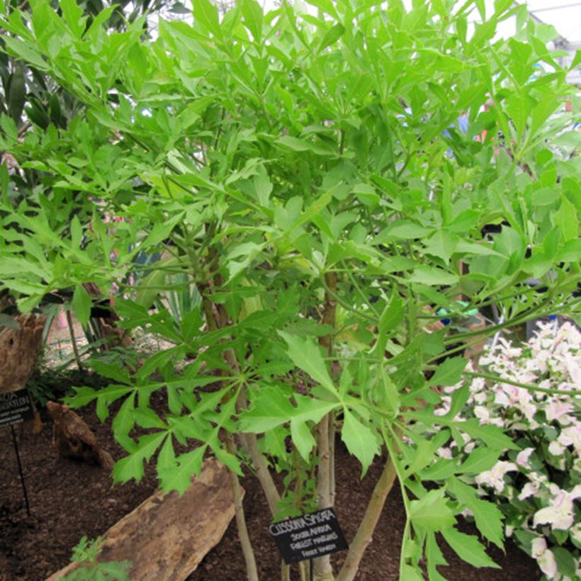 Cussonia spicata (Kasvutapa)