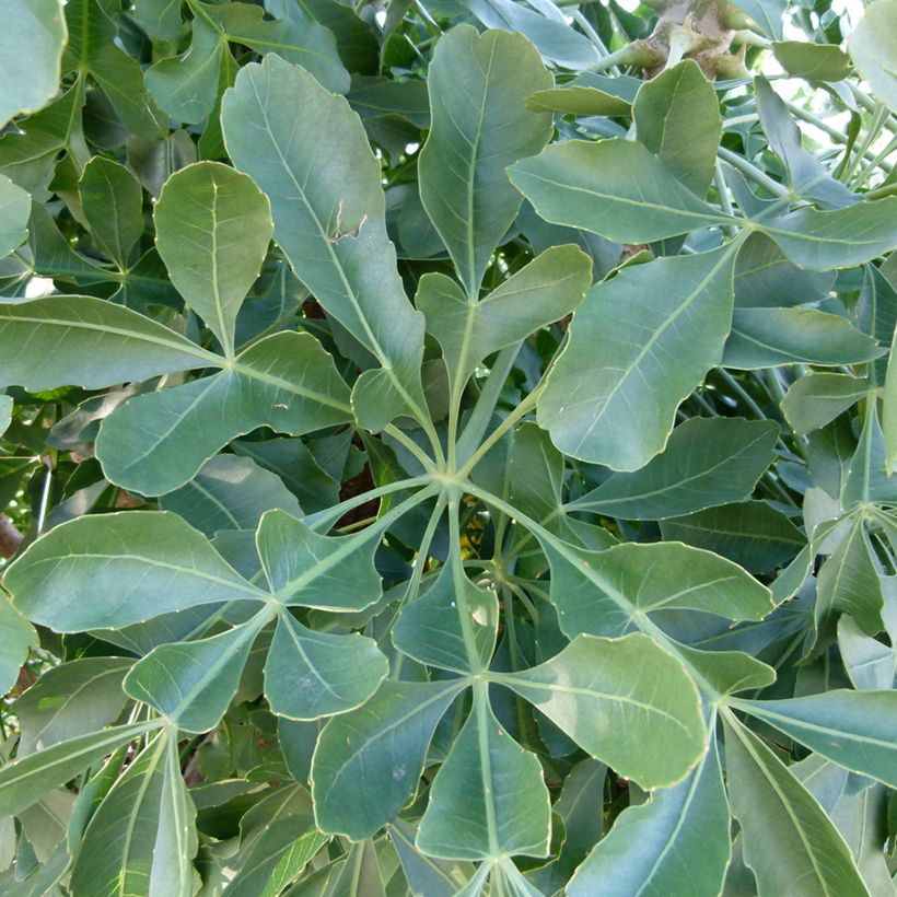 Cussonia spicata (Lehvistö)