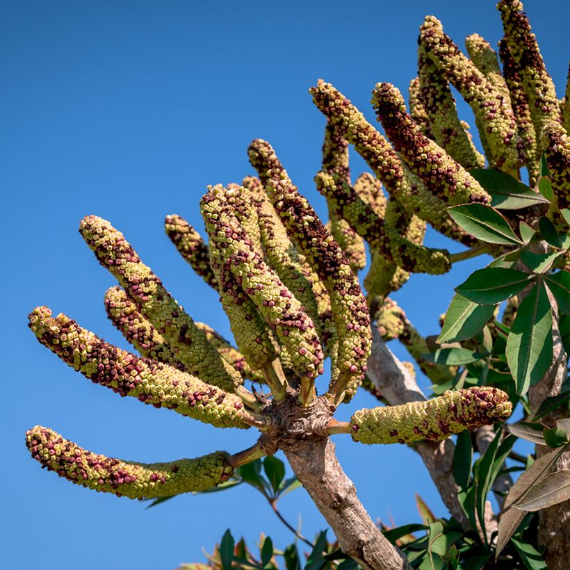 Cussonia spicata (Sadonkorjuu)