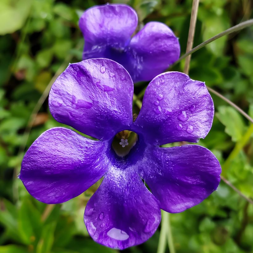 Cyananthus lobatus Giant Form (Kukinta)