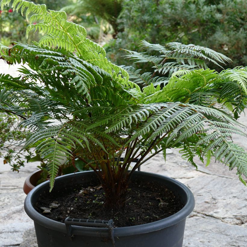 Saniaispuu - Cyathea australis (Kasvutapa)