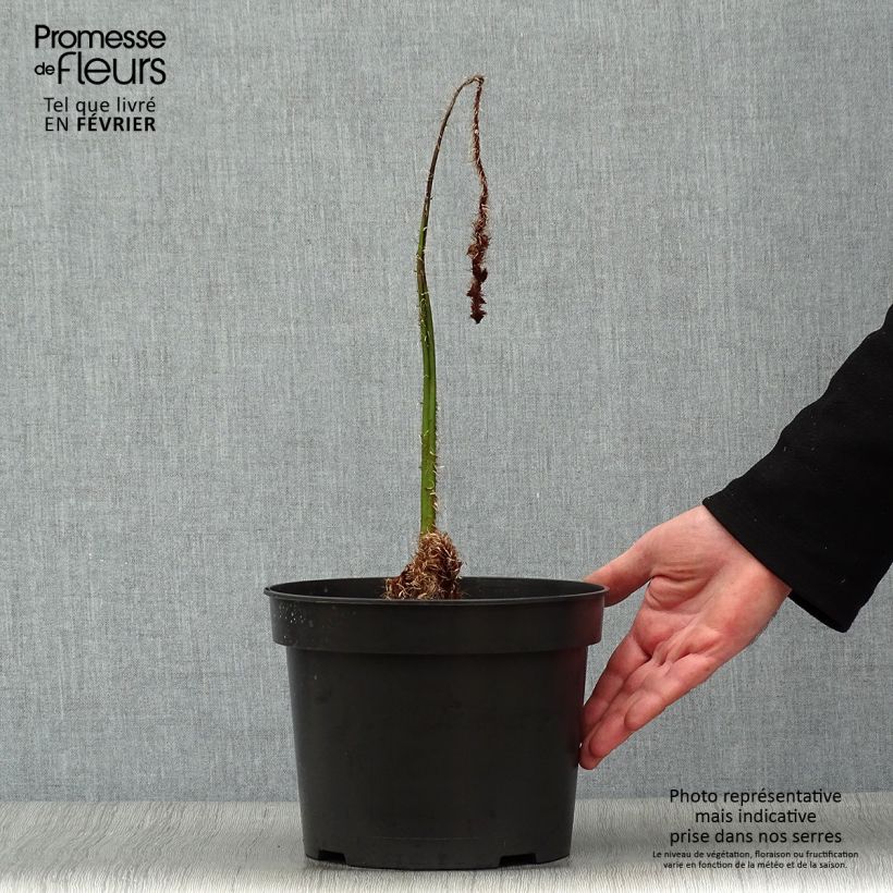 Esimerkki talvella toimitetusta Saniaispuu - Cyathea australis 2 litran/3 litran ruukku-taimesta