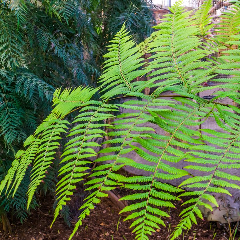 Saniaispuu - Cyathea australis (Lehvistö)