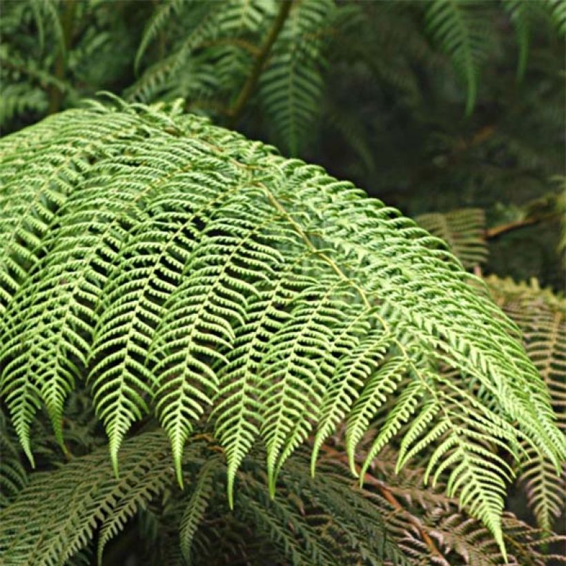 Saniaispuu - Cyathea cooperi (Lehvistö)
