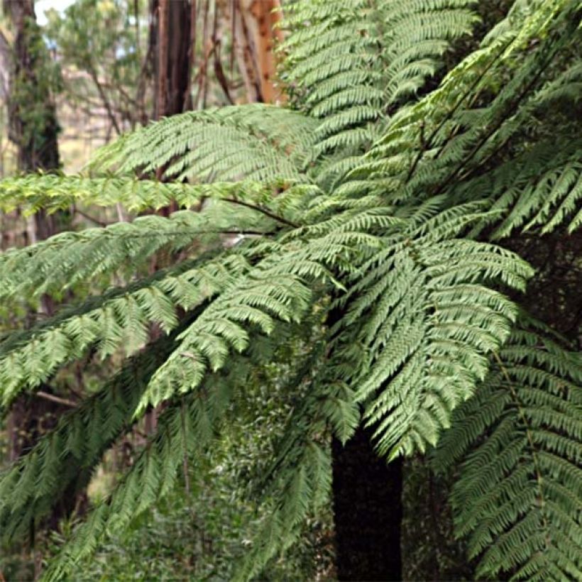 Saniaispuu - Cyathea cooperi (Kasvutapa)