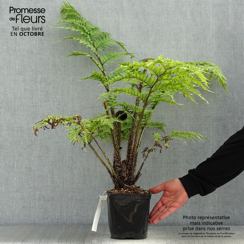 Esimerkki syksyllä toimitetusta Saniaispuu - Cyathea cooperi 2 litran/3 litran ruukku-taimesta