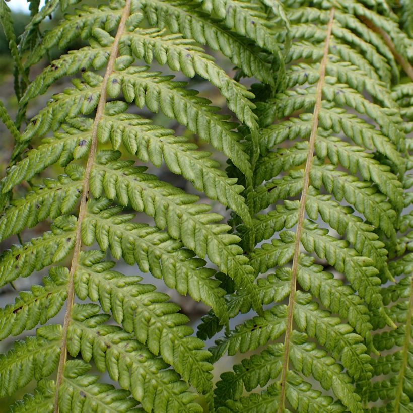 Saniaispuu - Cyathea medullaris (Lehvistö)