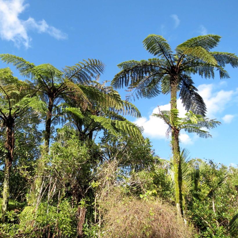 Saniaispuu - Cyathea medullaris (Kasvutapa)