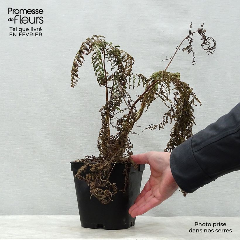 Esimerkki talvella toimitetusta Saniaispuu - Cyathea medullaris Pot de 2L/3L-taimesta