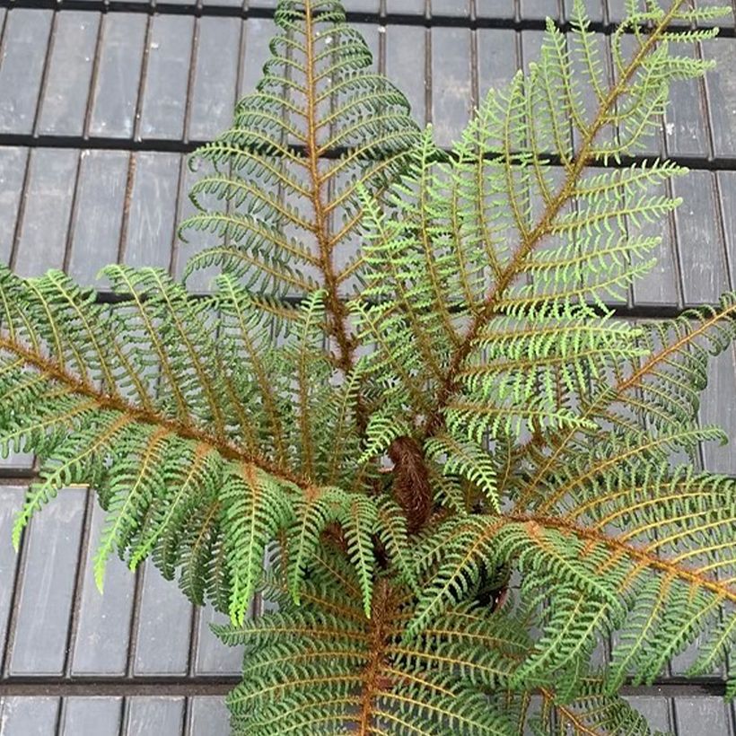 Saniaispuu - Cyathea tomentosissima (Lehvistö)