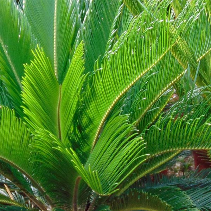 Japaninkruunukävykki - Cycas revoluta (Lehvistö)