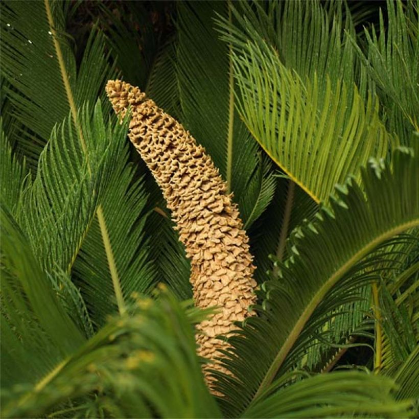 Japaninkruunukävykki - Cycas revoluta (Kukinta)