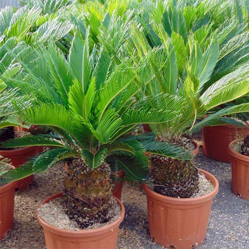 Japaninkruunukävykki - Cycas revoluta (Kasvutapa)
