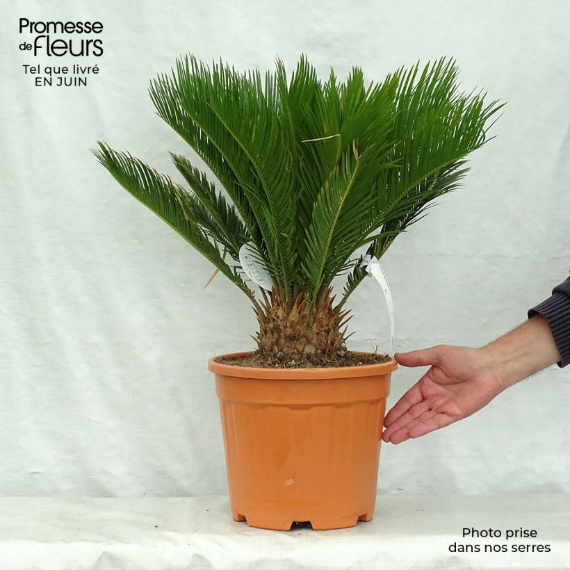 Esimerkki kesällä toimitetusta Japaninkruunukävykki - Cycas revoluta 4 litran/5 litran ruukku-taimesta